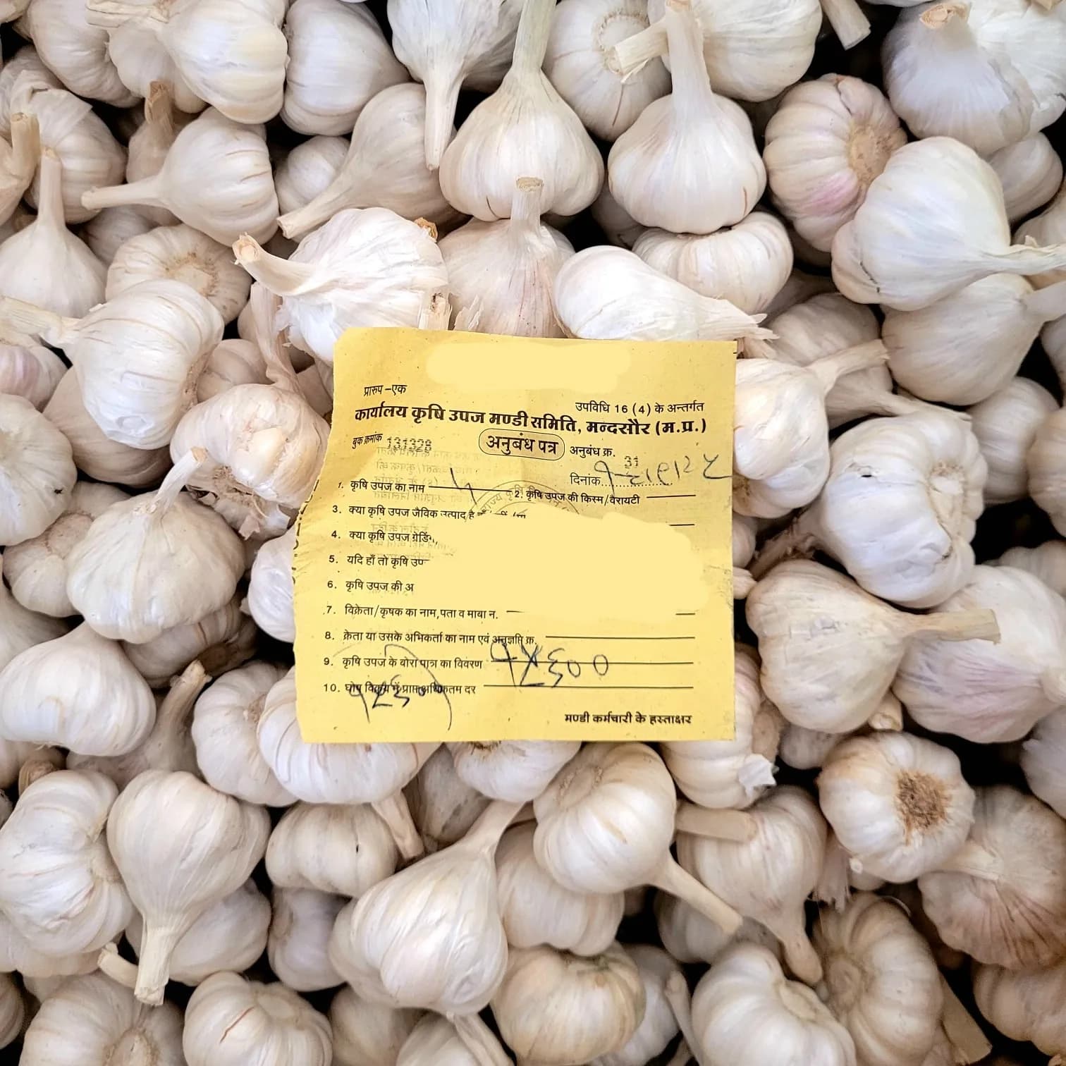 Garlic export cartons prepared at RR Traders Mandsaur