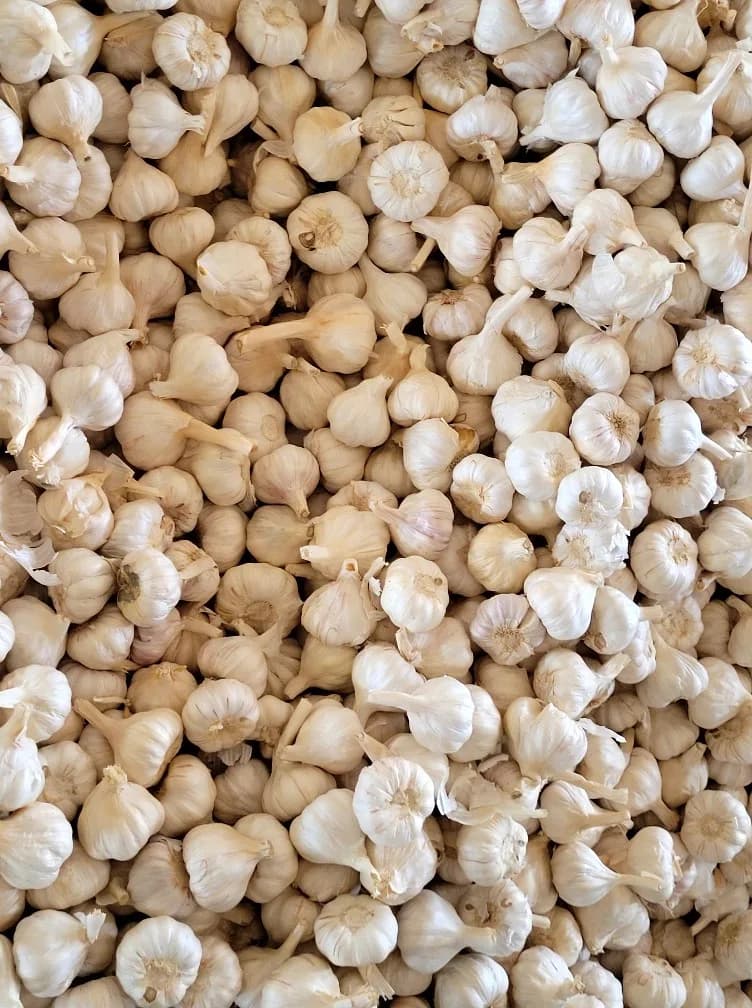 Fresh garlic lots displayed at Mandsaur mandi