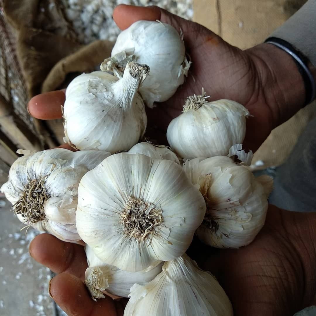 ऊटी लहसुन की खेती बरसात में कैसे करें | How to Cultivate Ooty Garlic