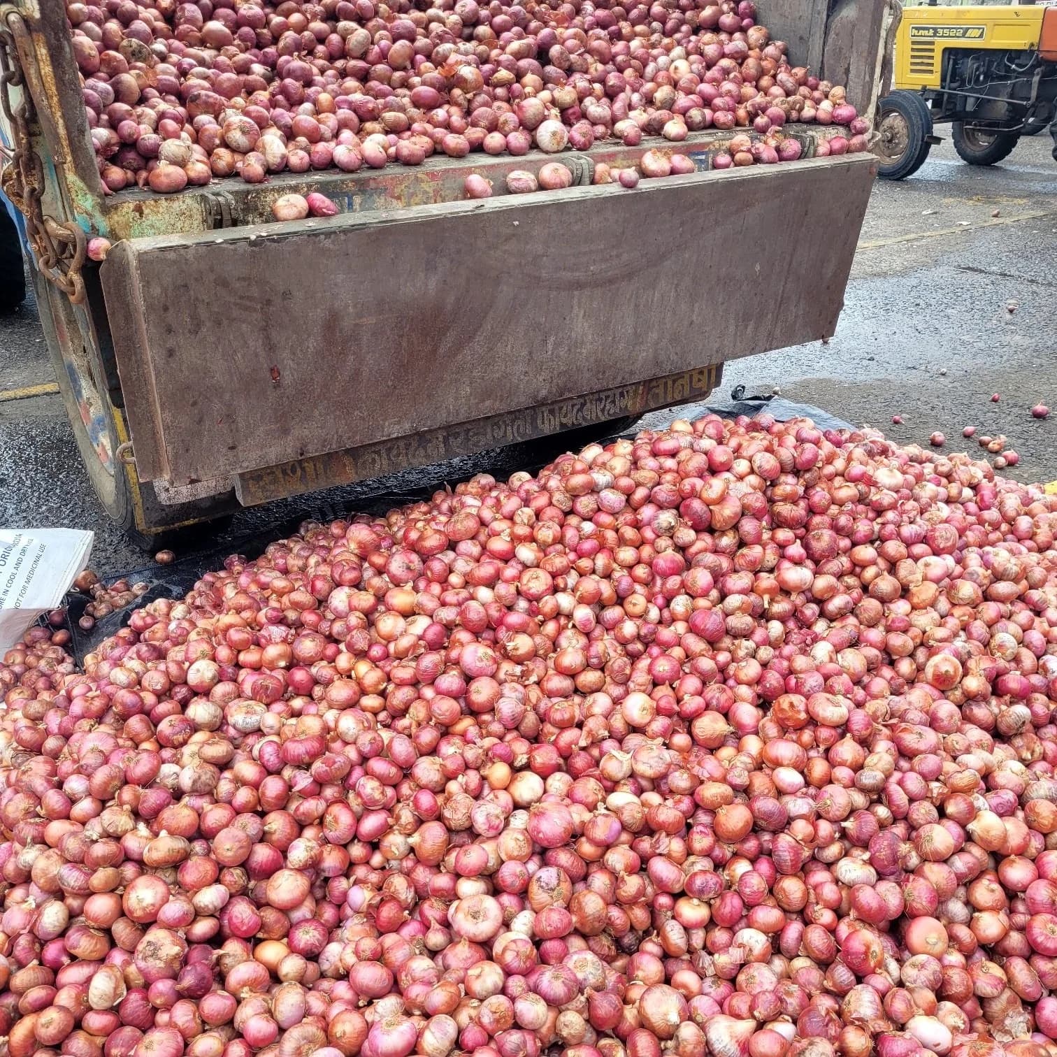 Fresh garlic and onion lots at Mandsaur mandi