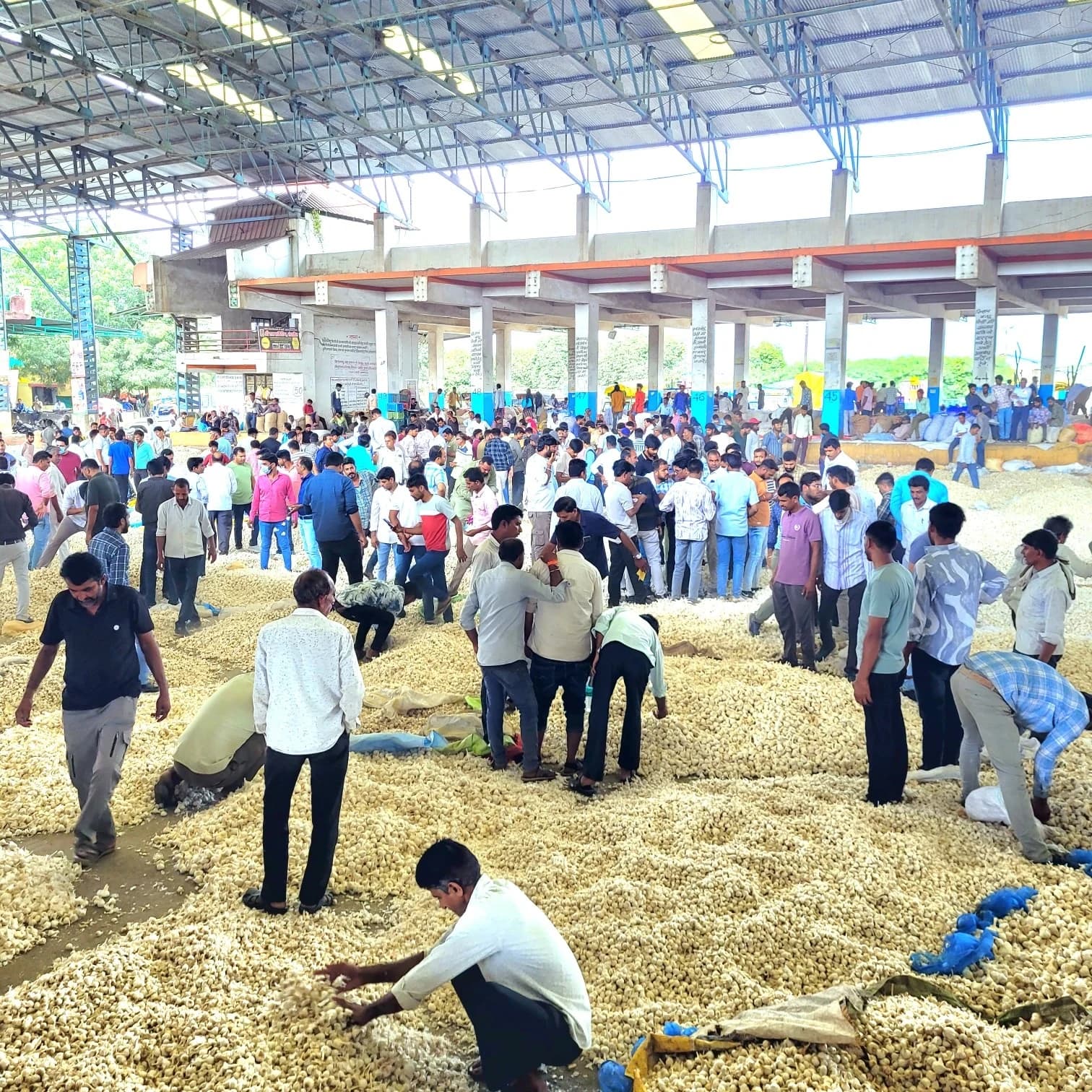 Mandsaur garlic auction yard