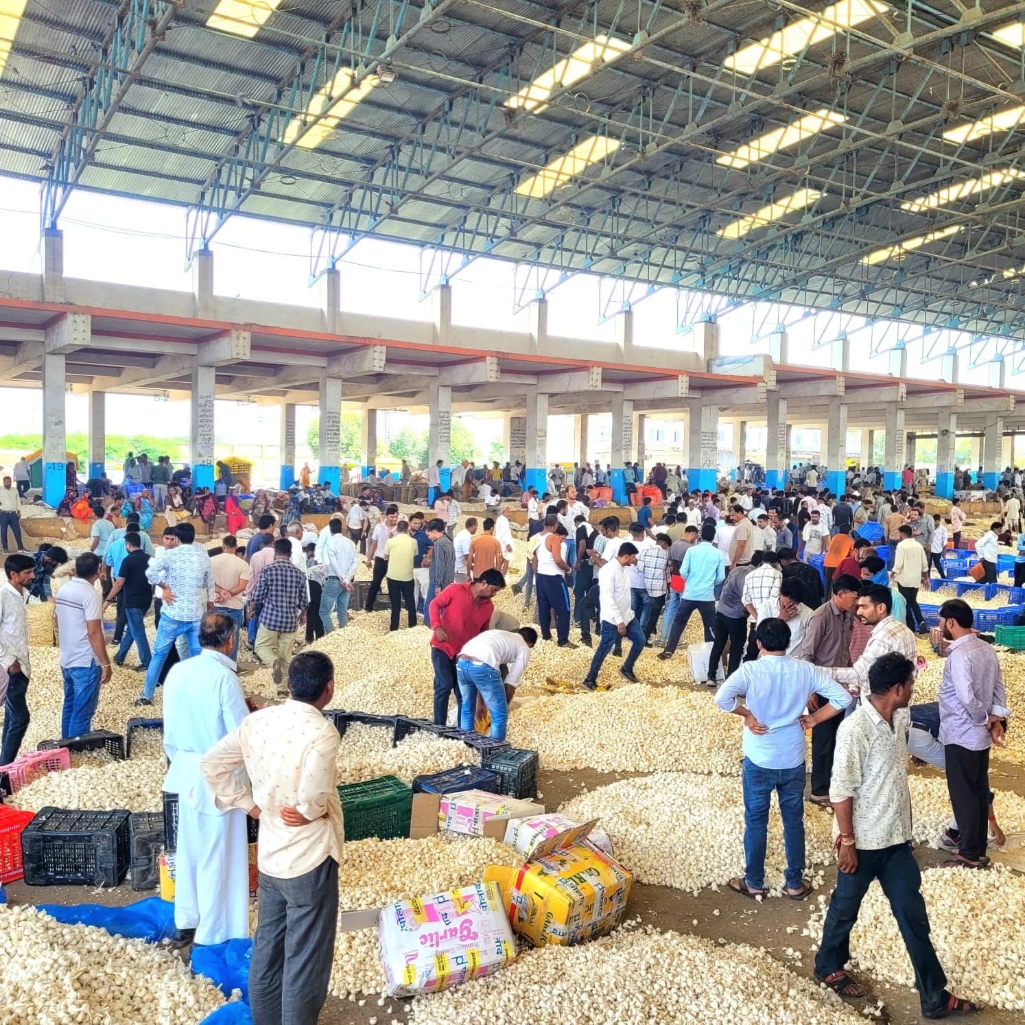 Garlic sorting zone inside Mandsaur market