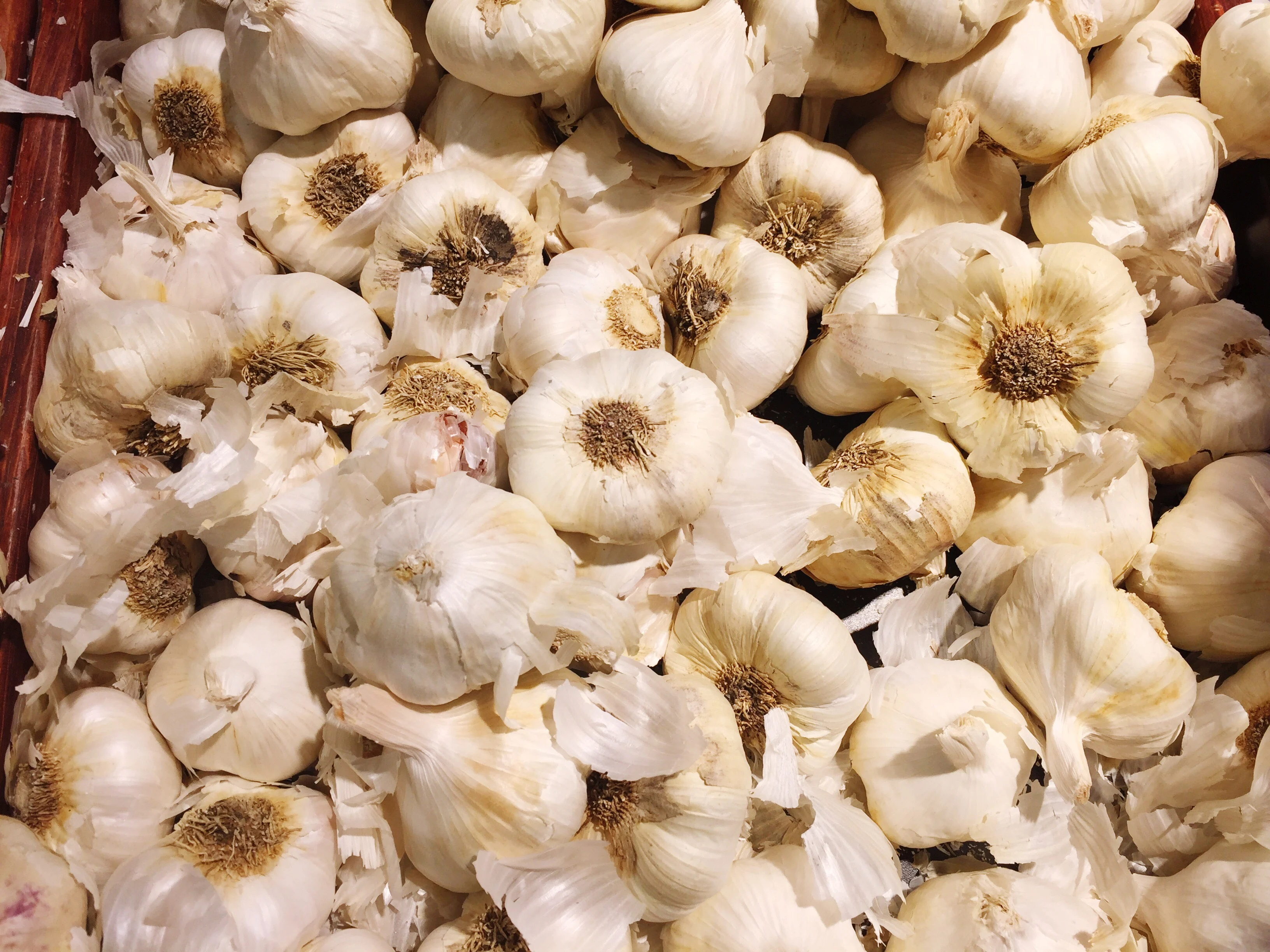 Desi A grade garlic bulbs for wholesale processing
