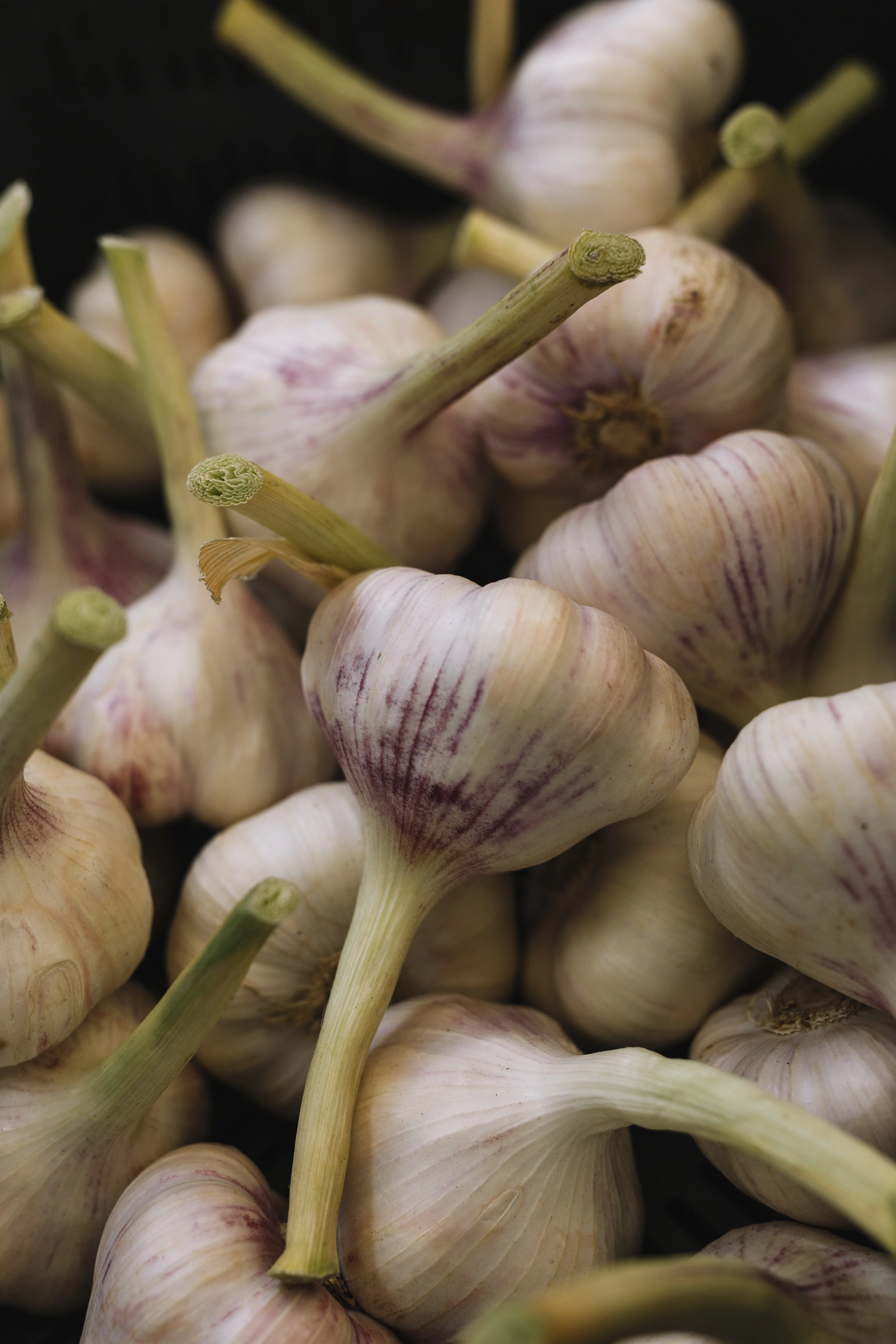 Fresh G-2 export garlic bulbs from Mandsaur mandi