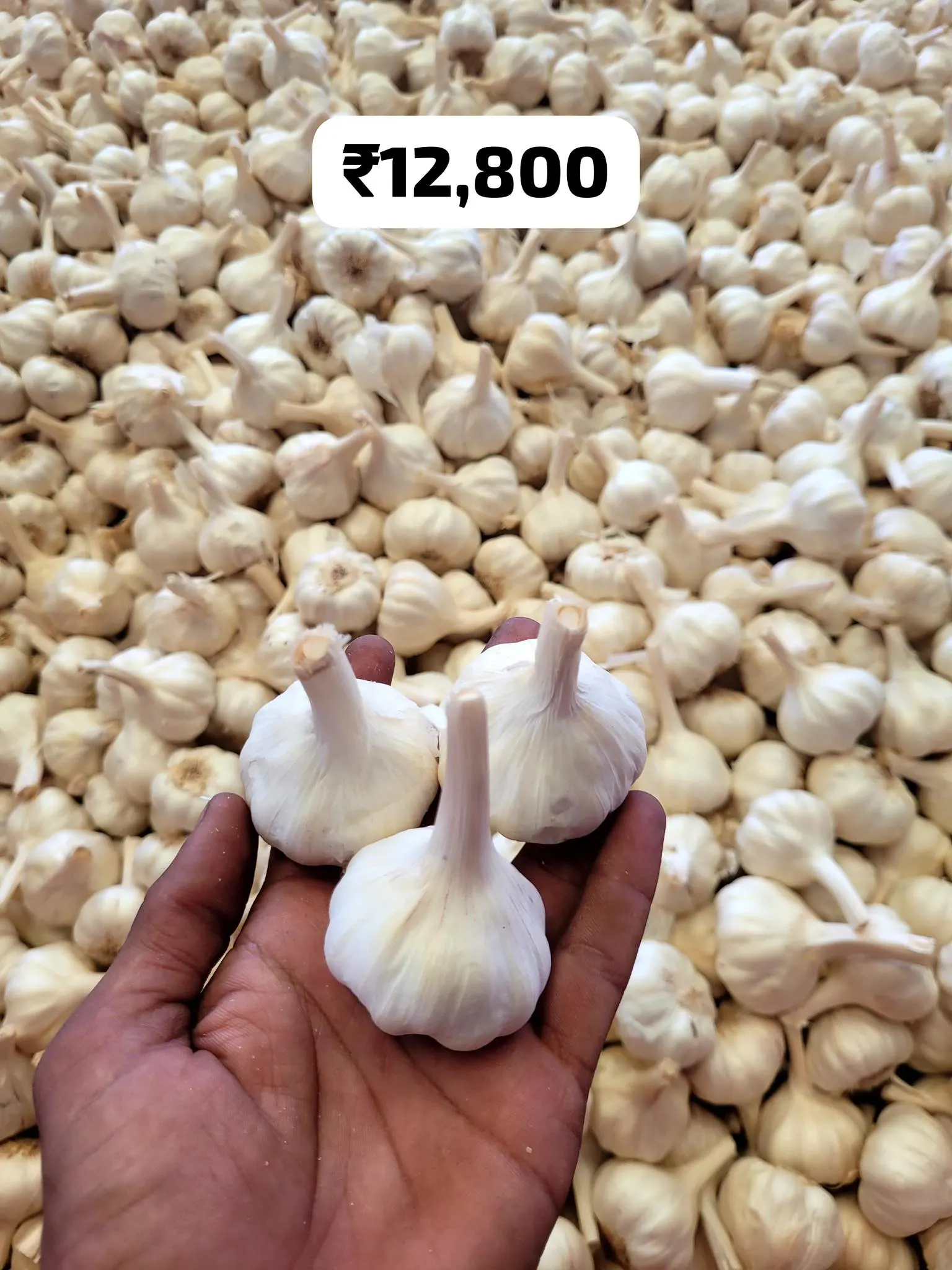Seed garlic bulbs from Mandsaur mandi